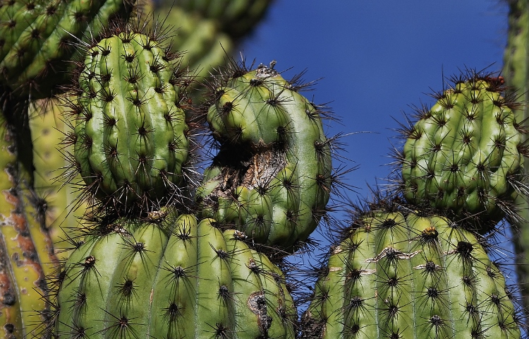 mutated cactus